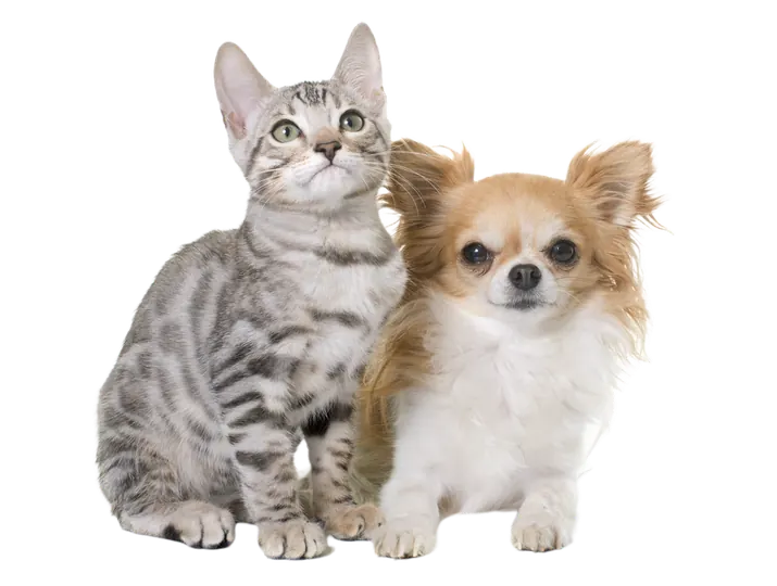 A silver tabby cat and a tan chihuahua sitting together, representing the cats and toy-breed pet-size tier