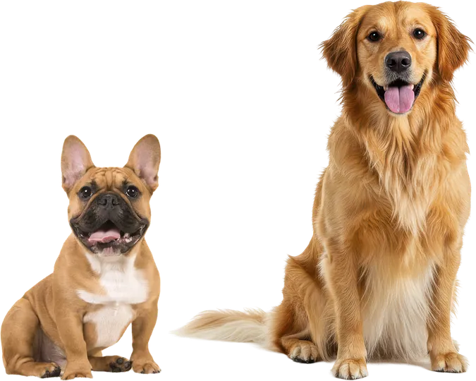 A French bulldog and a golden retriever sitting together, representing the medium and large dog pet-size tier