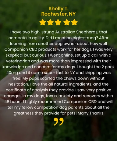 Shelly J. from Rochester, NY — 5-star review for CompanionCBD calming her two high-energy Australian Shepherds